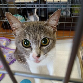 スイーツシリーズ　おめめの見えない　みみ♀