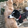 犬とフレンドリー、とっても明るい朝日くんです サムネイル3