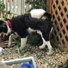 犬とフレンドリー、とっても明るい朝日くんです サムネイル6