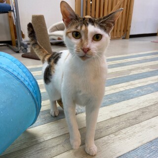 【保護猫】みつば推定1歳♀三毛猫