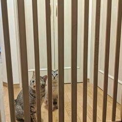 「家族になって1年経ちました」サムネイル2