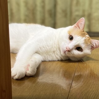 【毎週日曜譲渡会】個別面会可能