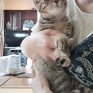 【5/23譲渡会】5姉妹　すごく美猫です