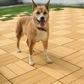 ミキちゃんは柴犬系の雑種です(^^)