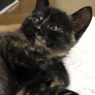 くつ下をはいたサビ猫ちゃんです
