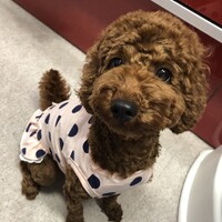 モカ
