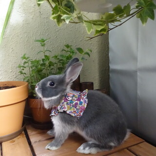 里親さんを探しています！