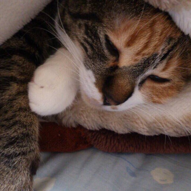 ぎんちよ@猫糸舎のカバー写真