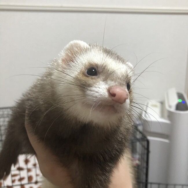 あい(´3｀)のカバー写真