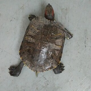 ミシシッピアカミミガメ(ミドリガメ)の飼い主募集