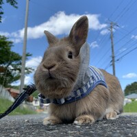 びすけ