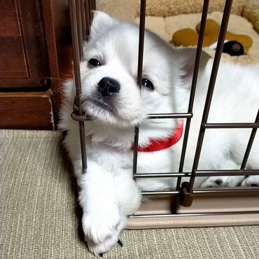来たばっかりの時の写真。ちっちゃ〜い