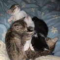 元気な子猫です！5匹います。