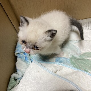 生後まもない？仔猫です尻尾がキュート