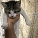 キジ白三兄弟子猫一旦停止。ありがとうございました！