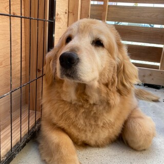 とんちゃん＊お申し込み多数につき一旦募集終了します