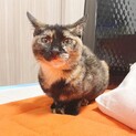 抱っこ大好きサビ猫ことちゃん7ヶ月動画アリ
