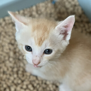 子猫予約受付中！茶トラ面長くん