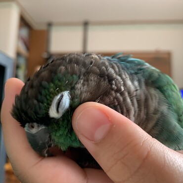 あ、大人しくしてますんで手は噛まんといてもろうて…