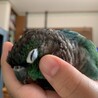 あ、大人しくしてますんで手は噛まんといてもろうて…