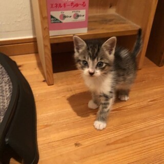 元気いっぱいキジ白男の子