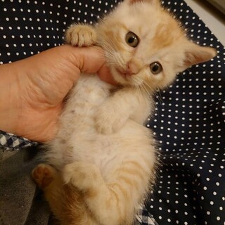 クリーム色の子猫！奏斗くん