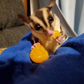 モモンガちゃんの里親募集