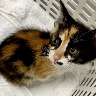 迷子の三毛猫❤️美鈴ちゃん