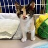 迷子の三毛猫❤️美鈴ちゃん サムネイル2