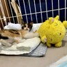 迷子の三毛猫❤️美鈴ちゃん サムネイル4