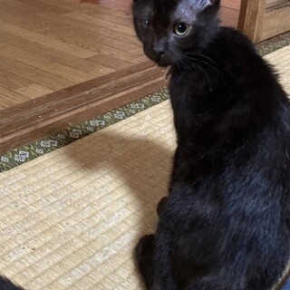人懐っこくて甘えん坊な黒猫ワラビくん