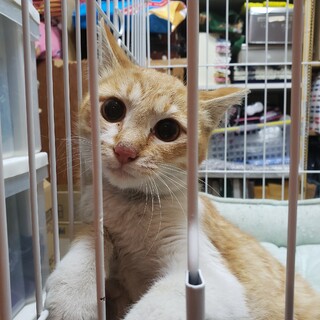 とても珍しい！茶白の愛らしい女の子　茶々ちゃん