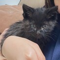 生後２ヶ月　ふわふわ黒子猫ちゃんメス