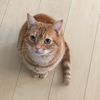 にゃんみ