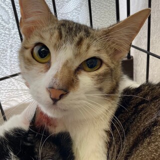 スイーツシリーズ　人懐こい　カヌレ♂