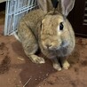 プロフィール同様の理由で飼育が出来なくなり里親さんを募集しております