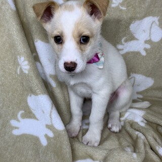 保健所からレスキューした子犬♀ヘキ