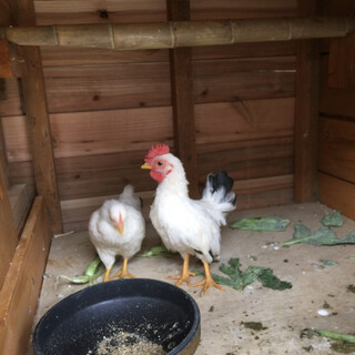 チャボのつがい　生後一年未満