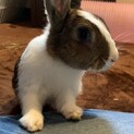 6羽受け取っていただける里親さんを探しています。