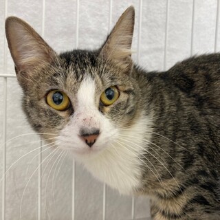 スイーツシリーズ　ソバカス風模様　ショコラ♀