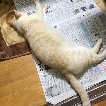 毎朝、新聞読んで、勉強してるよ。感染予防が大切だって❣️