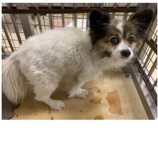 里親決定しました。