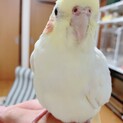 オカメインコちゃんを愛情かけて育ててくれる方