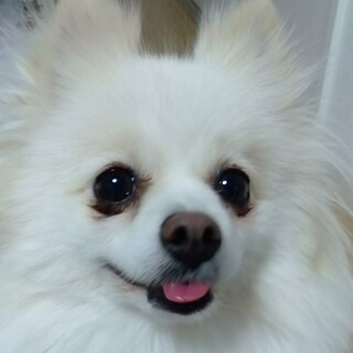 モフモフふわふわ♪天使みたいなきぬちゃん❤️