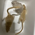 スナネズミ カラージャービル パパと兄弟