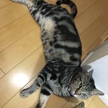 ①目が合ったら、横になってくれたカイちゃん。(甘えたい様子)