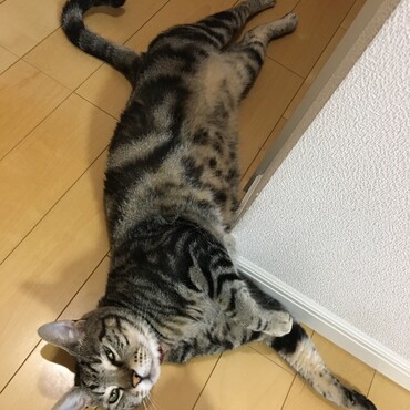 ②反対に横になり、色目を使って、お腹触っていいよアピール