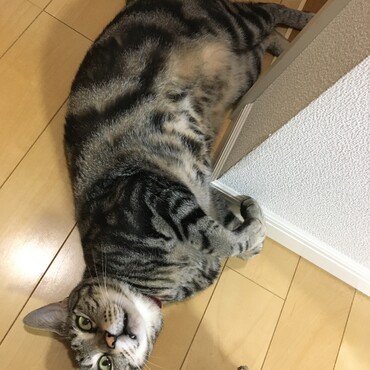 ③今なら触れるんだぞ。と、言わんばかりに“ミャー…”。この後、満足するまでお腹なでなでタイムでした♡