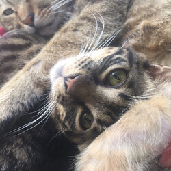 「隣のカップルを盗撮してやったとです(=ﾟωﾟ)ﾉ」サムネイル2