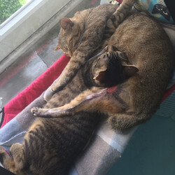 「隣のカップルを盗撮してやったとです(=ﾟωﾟ)ﾉ」サムネイル3